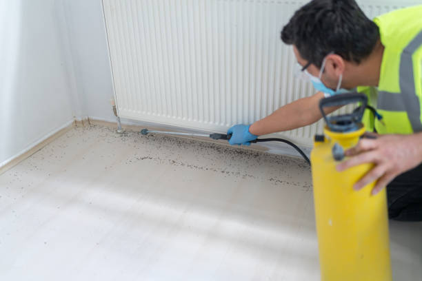 Best Termite Control Services  in Kimberly, ID